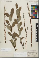 Foto von Salix myrsinifolia Salisb. x Salix phylicifolia L.